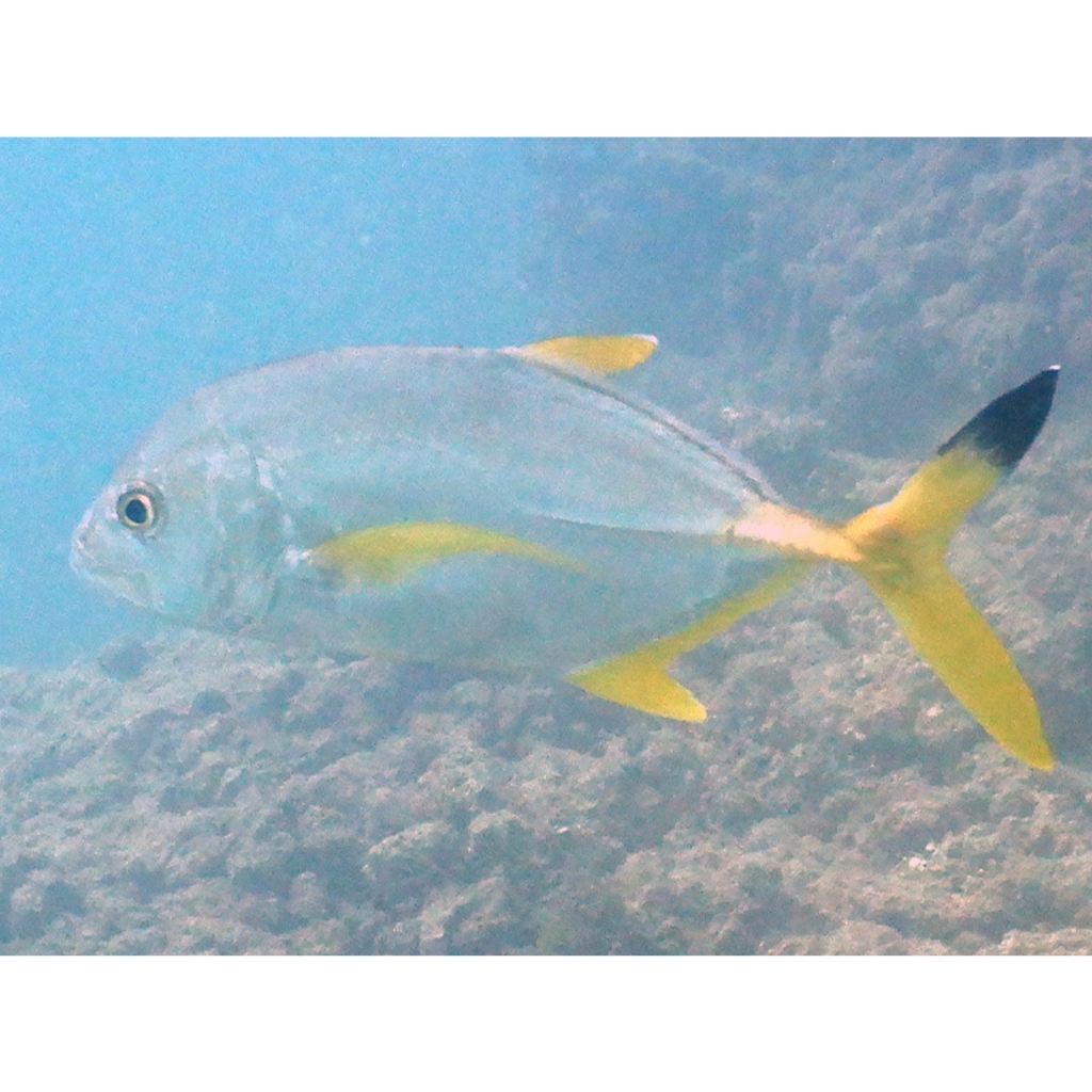 Ikan Predator Blacktip Trevally Air Tawar  / Caranx heberi Freshwater