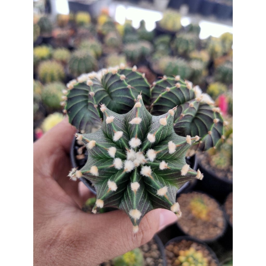 LB VOS 1241 TRIPLE HEAD DI POT 8CM//KAKTUS HIDUP//KAKTUS//KAKTUS MURAH//KAKTUS HIAS//KAKTUS MINI//KA
