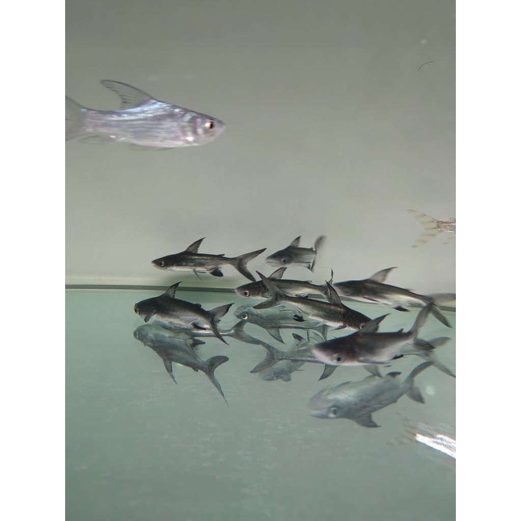 Genghiskhan / Hiu Air Tawar 10-12cm