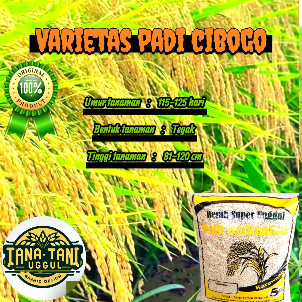 BENIH PADI SUPER UNGGUL CIBOGO KEMASAN 5KG