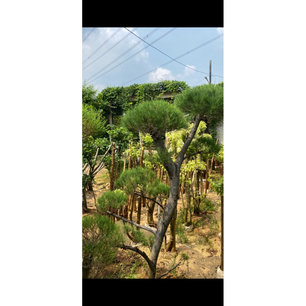 bonsai cemara udang tinggi 1,5 meter