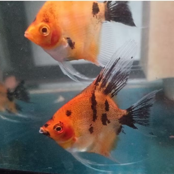 Manfish red devil aquascape