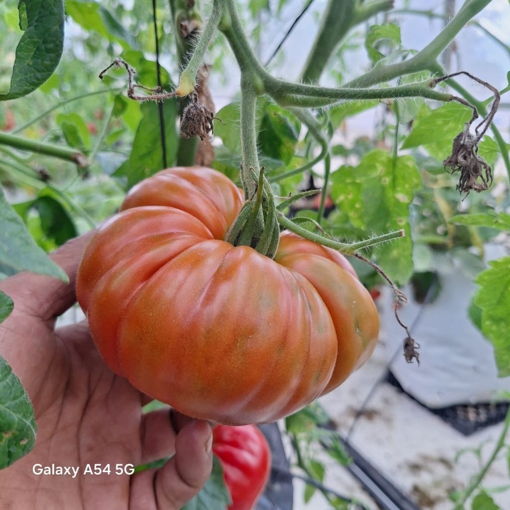 10 Butir Biji Tomat Jumbo Tomat Beefsteak Brutus