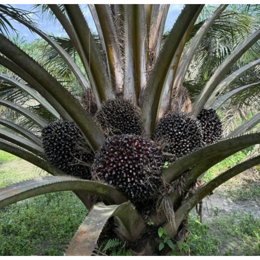 Benih Bibit polong sawit PPKS YANGAMBI pelepah pendek asli SERTIFIKAT
