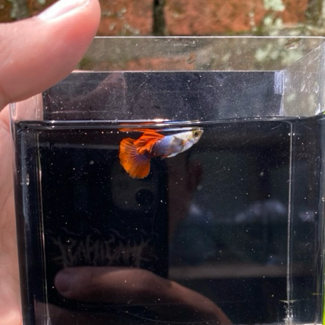 guppy prtde 1pasang indukan