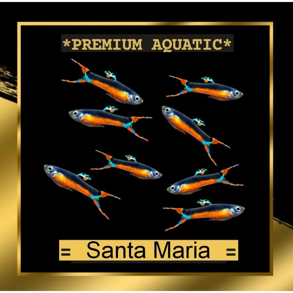 endler santa maria