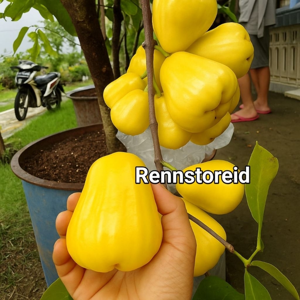 Bibit Jambu Air Madu Kuning Okulasi Super