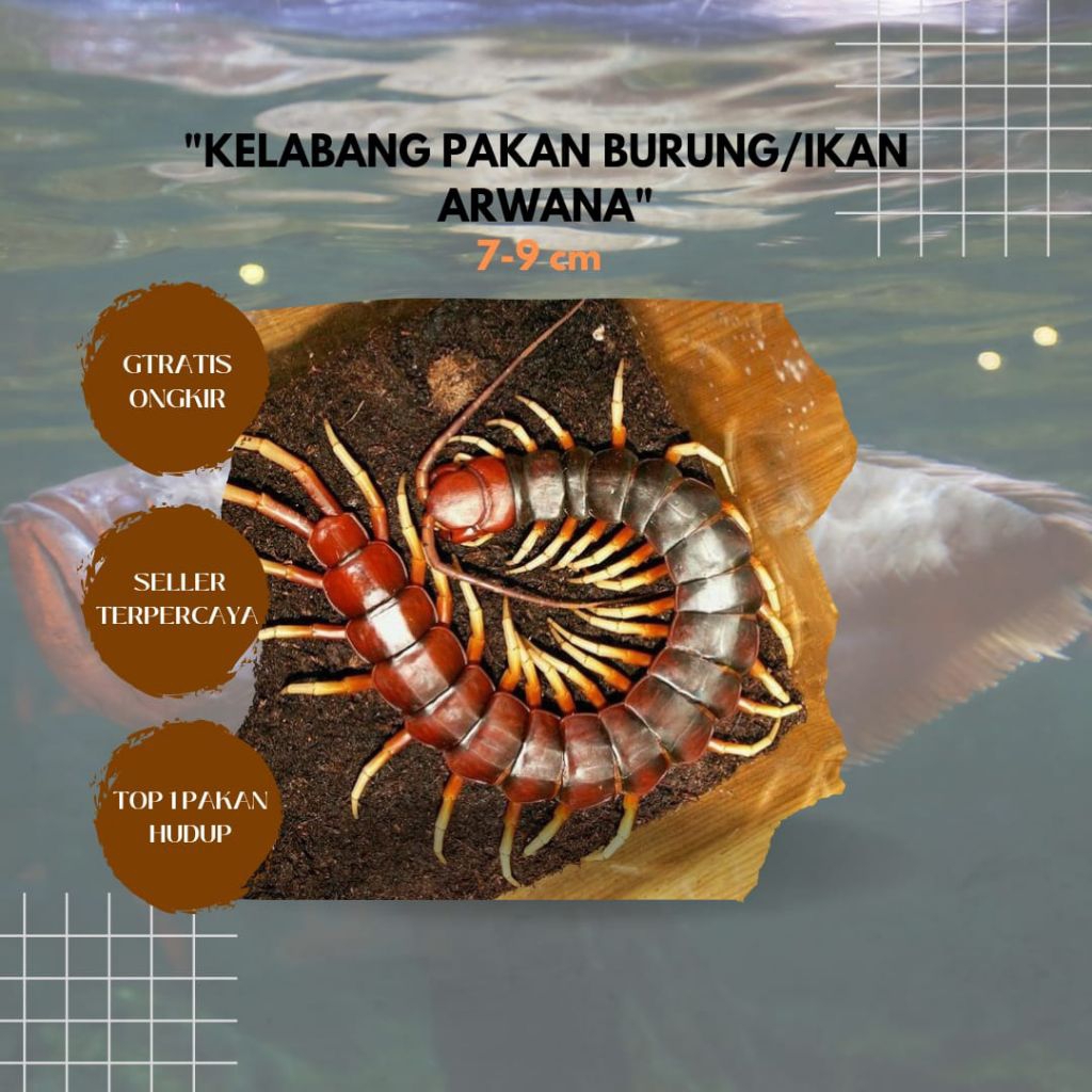 kelabang 7-9 cm (15 bonus 3) pakan arwana chana mulai