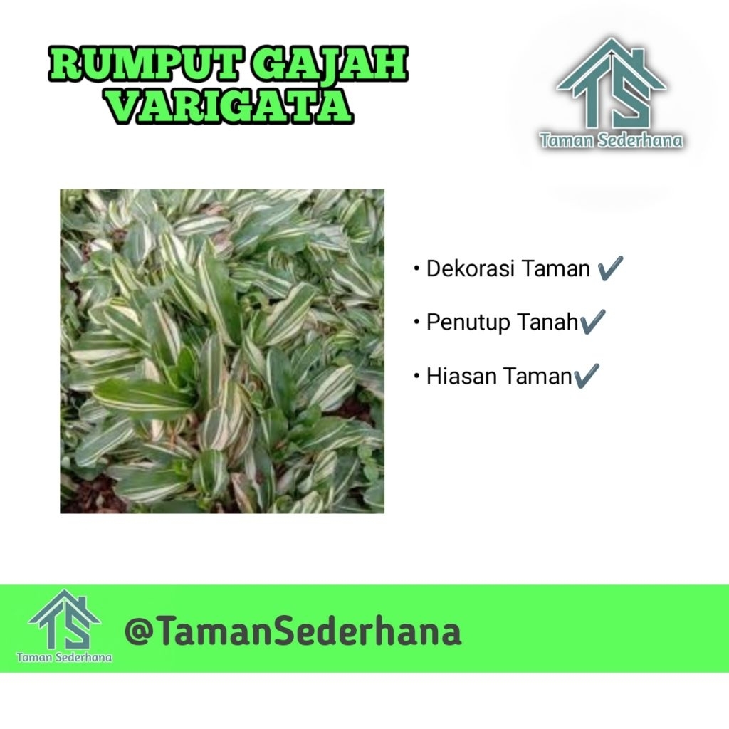 RUMPUT GAJAH MINI VARIGATA PERPOTEL / Rumpun hidup rumput tmaan kuburan