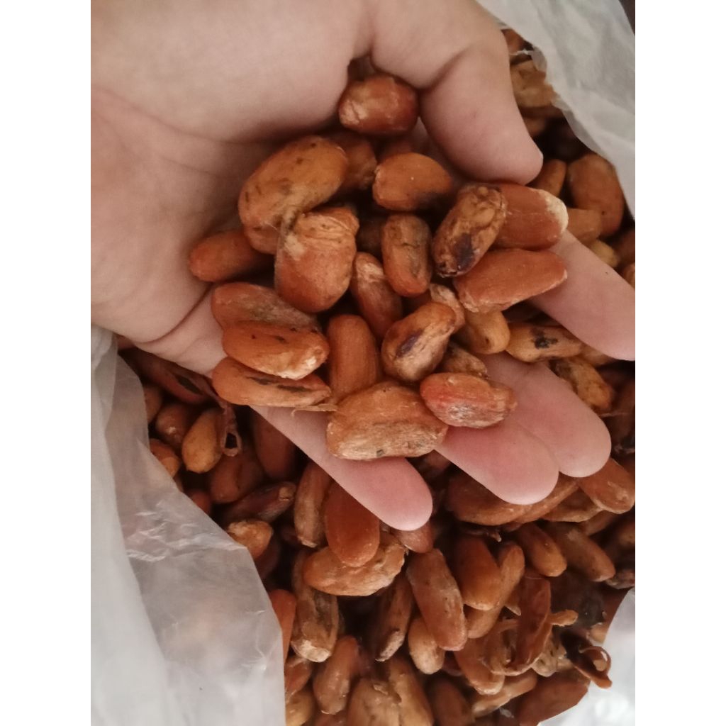 Biji Kakao/Biji coklat harga/kg