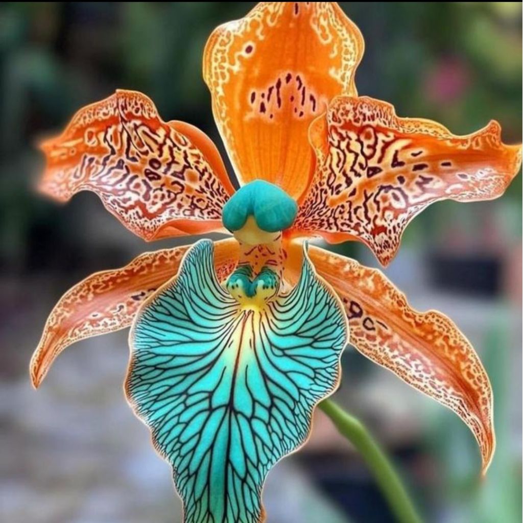 Bunga Anggrek Dendrobium Remaja Siap Berbunga - Tanaman Hias Anggrek Dendrobium Siap Berbunga