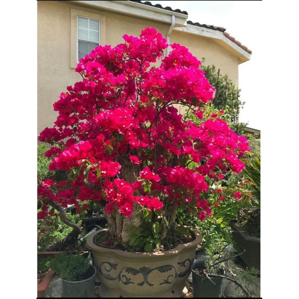 Bunga Bougenville - Kertas Id Merah Mega - Darah Bibit Ori/Tanaman Hidup - Bunga Hidup - Tanaman Hia