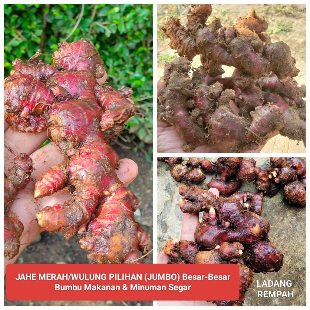 JAHE MERAH/WULUNG PILIHAN (JUMBO) RIMPANG Besar-Besar Bumbu Makanan & Minuman Segar