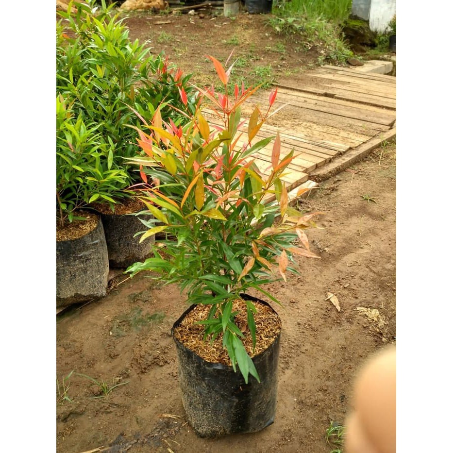 TANAMAN PUCUK MERAH / BIBIT PUCUK MERAH SIAP TANAM