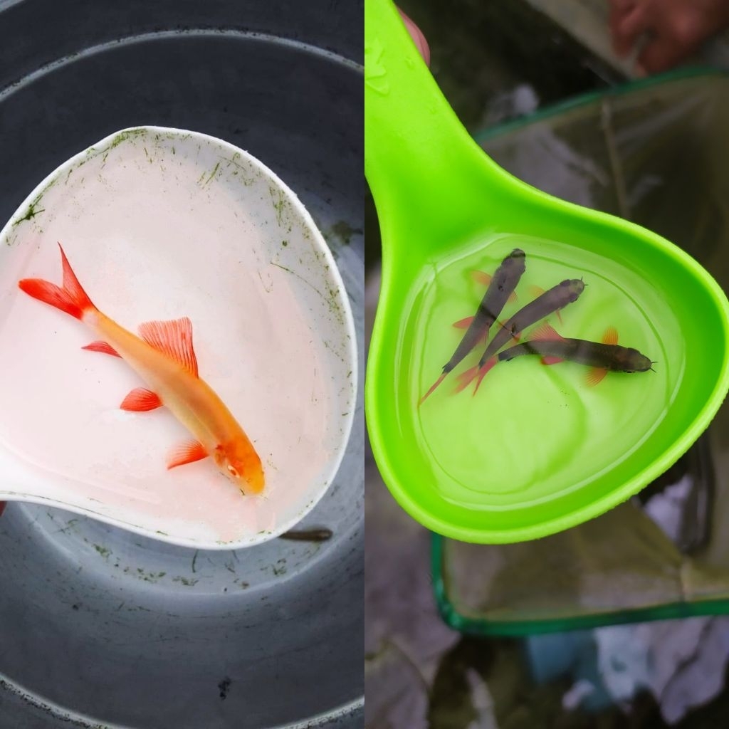 dekorasi/hiasan untuk akuarium ikan hias redfin albino/ikan hias redfin black aquascape