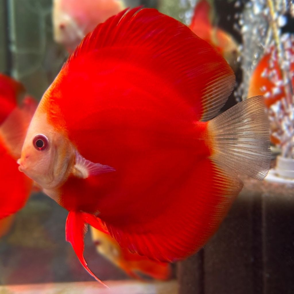 discus( red melon )