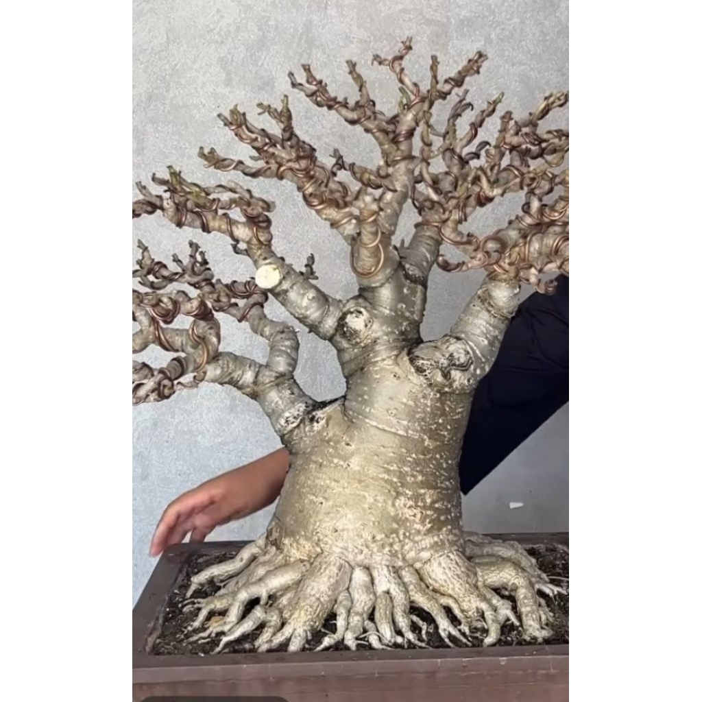 adenium RCN