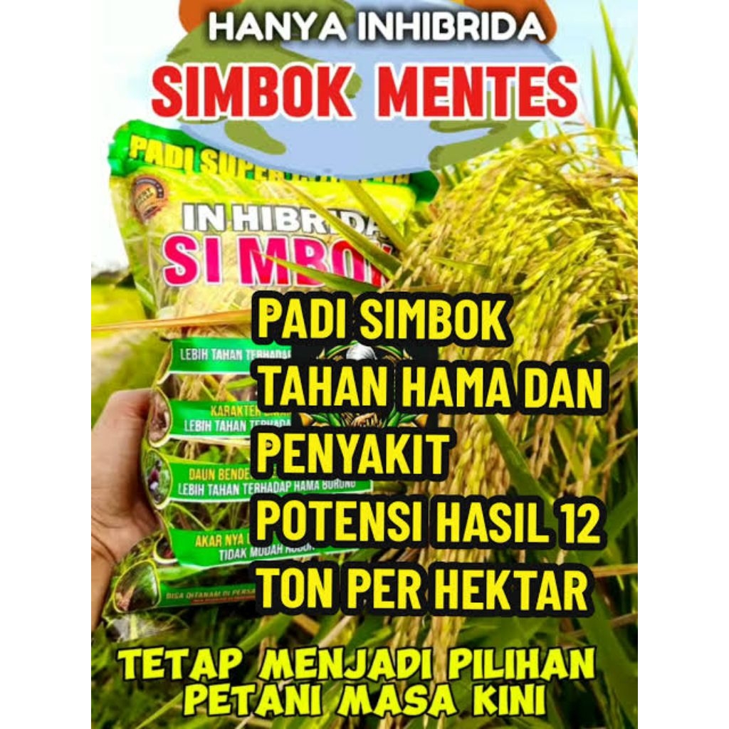 benih padi hibrida simbok genjah berkualitas unggul 10kg