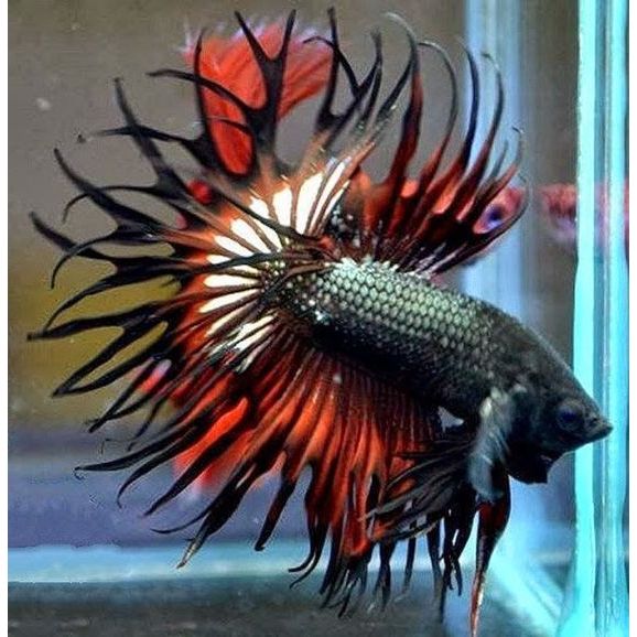 Cupang Crowntail Jantan GANASSS