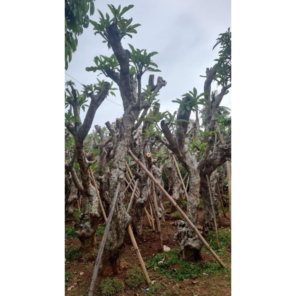 tanaman Kamboja besar - pohon Kamboja fosil