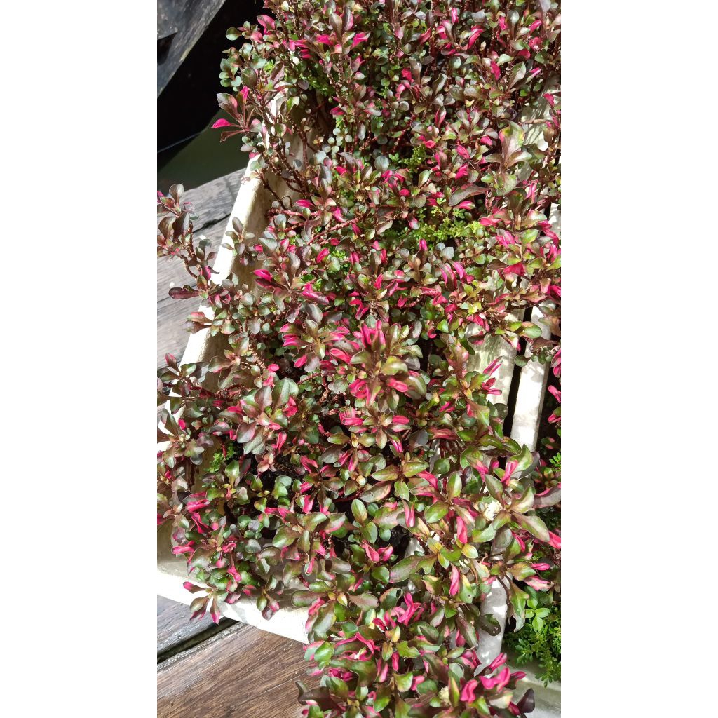 Bunga Krokot Merah Rimbun / Krokot Merah Murah / Krokot Cocok untuk Hiasan Halaman