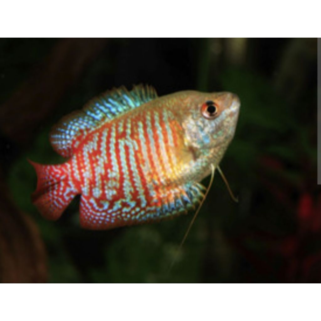 TERLARIS, Ikan Sepat RALIS, ikan hias air tawar