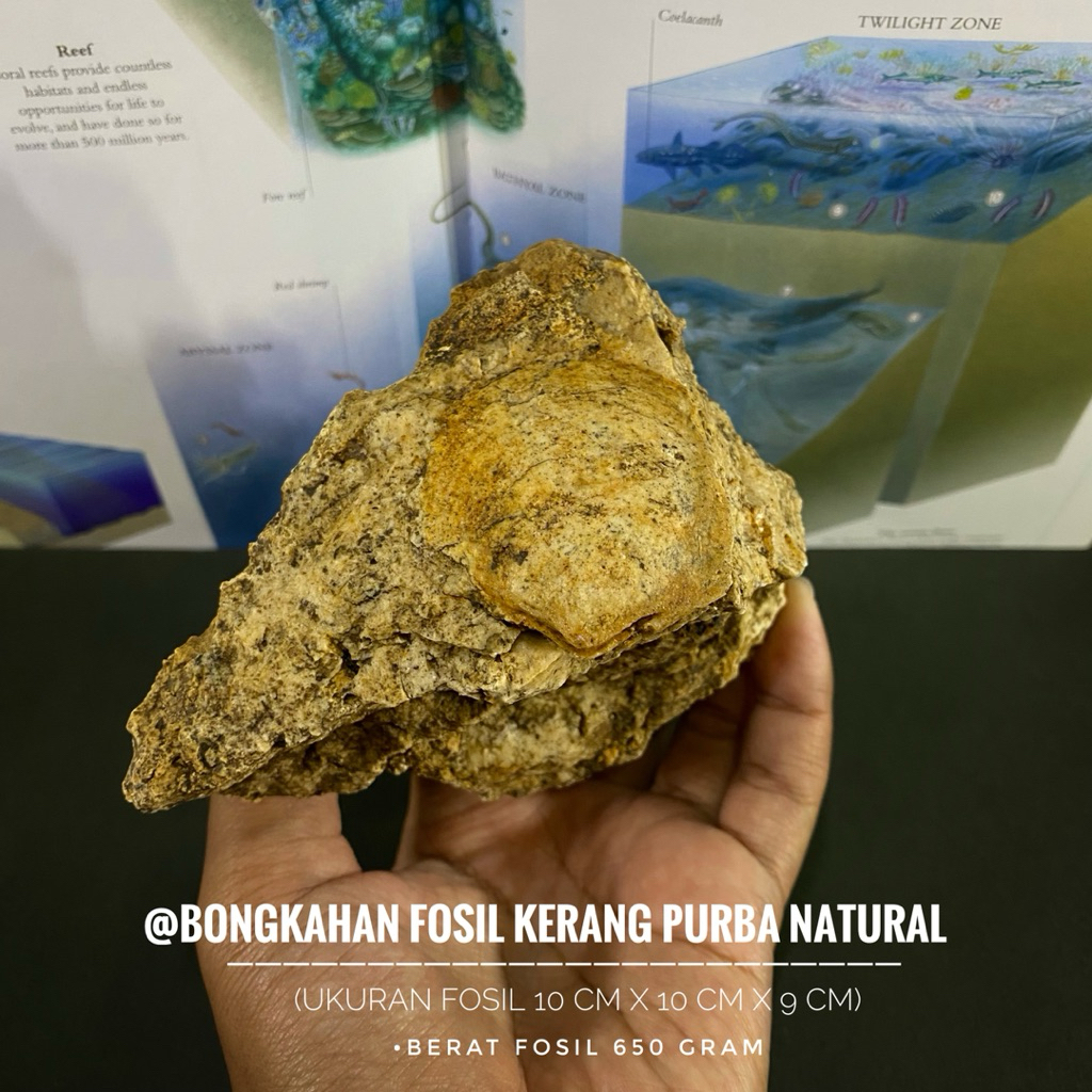 Bongkahan Fosil Kerang Purba Natural A46 atau Fosil Bivalvia Paleozoic atau Fosil Keong atau Fossil 