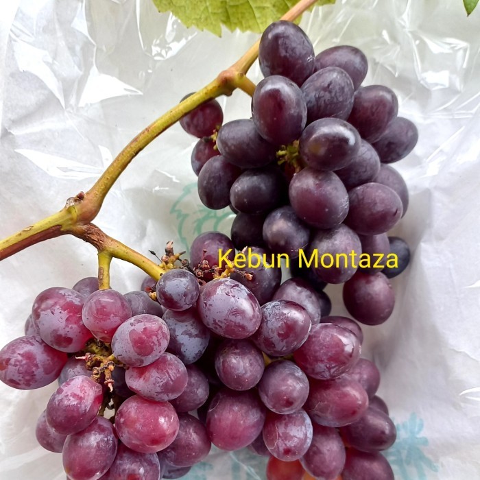 Bibit Anggur Jupiter Seedless Grafting Tanpa Biji