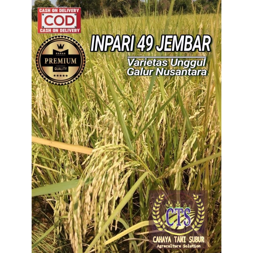 Inpari 49 Jembar Benih Padi Bibit Unggul (5kg)