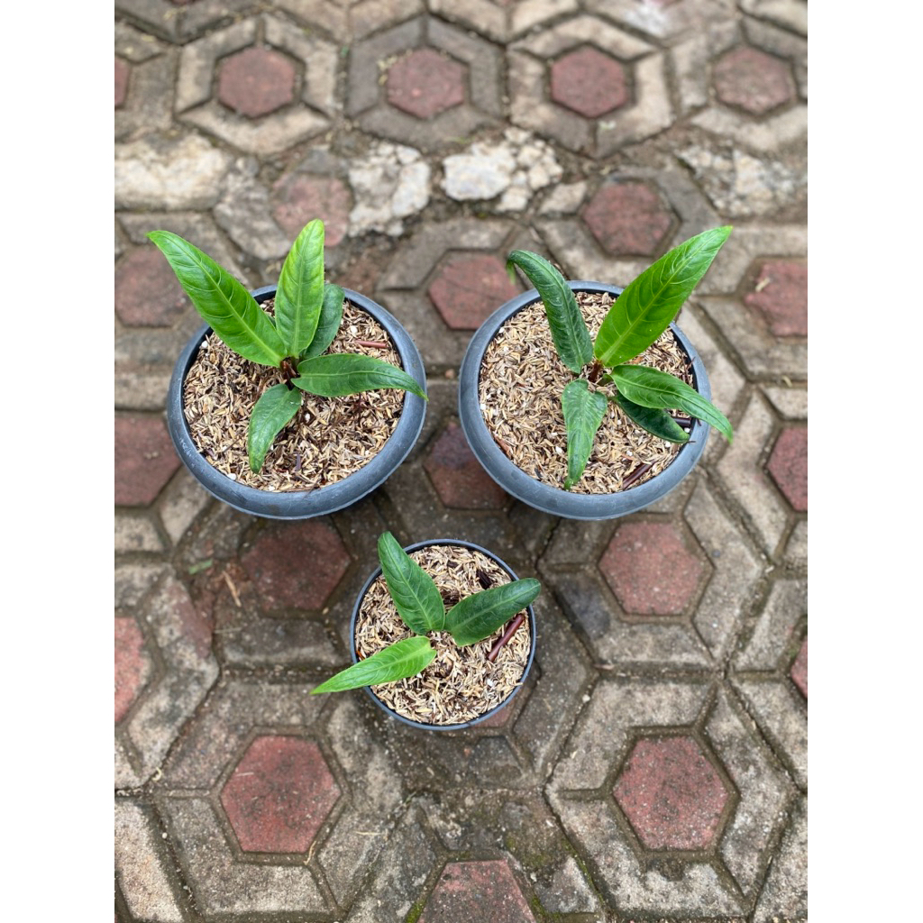 anthurium black mamba