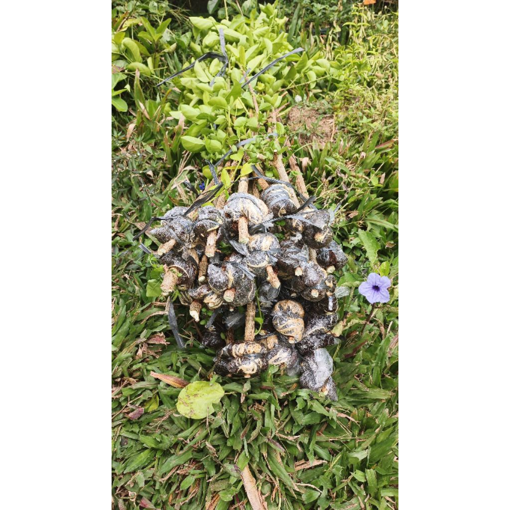 Bibit Sancang Cangkok