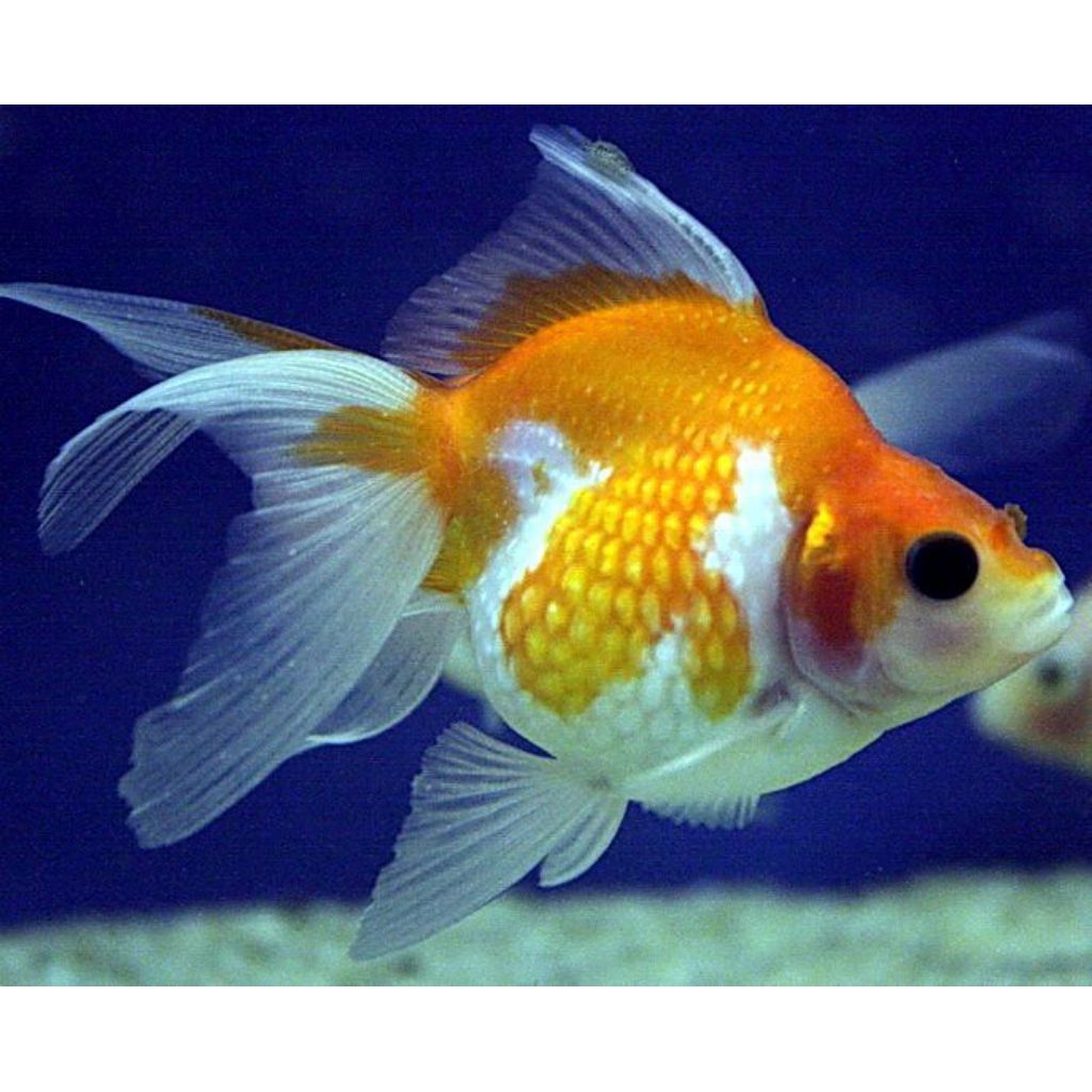 Ikan koki mutiara