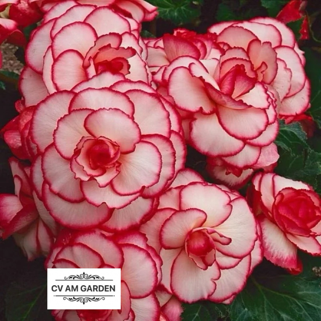 Tanaman hias adenium kamboja bunga tumpuk putih garis merah / Kamboja adenium bunga