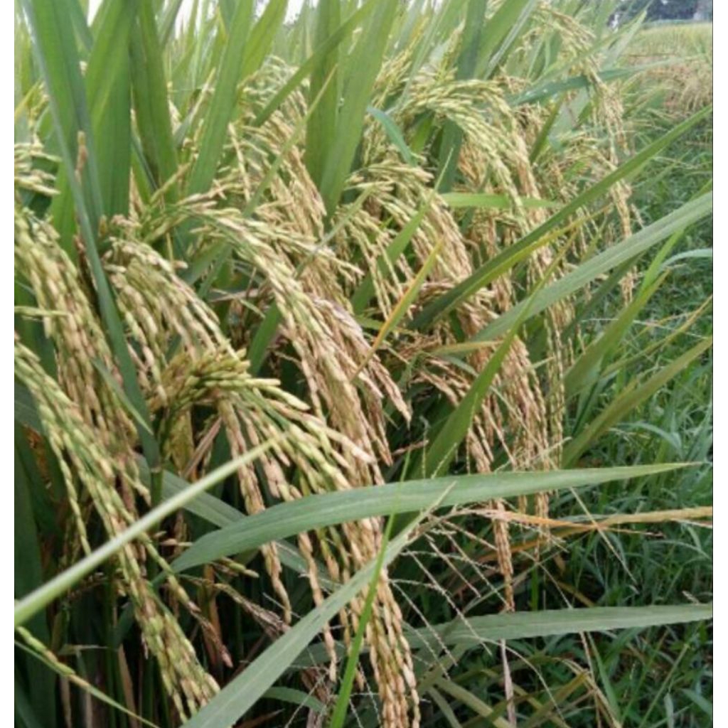Bibit padi KETAN PUTIH kemasan 5 KG