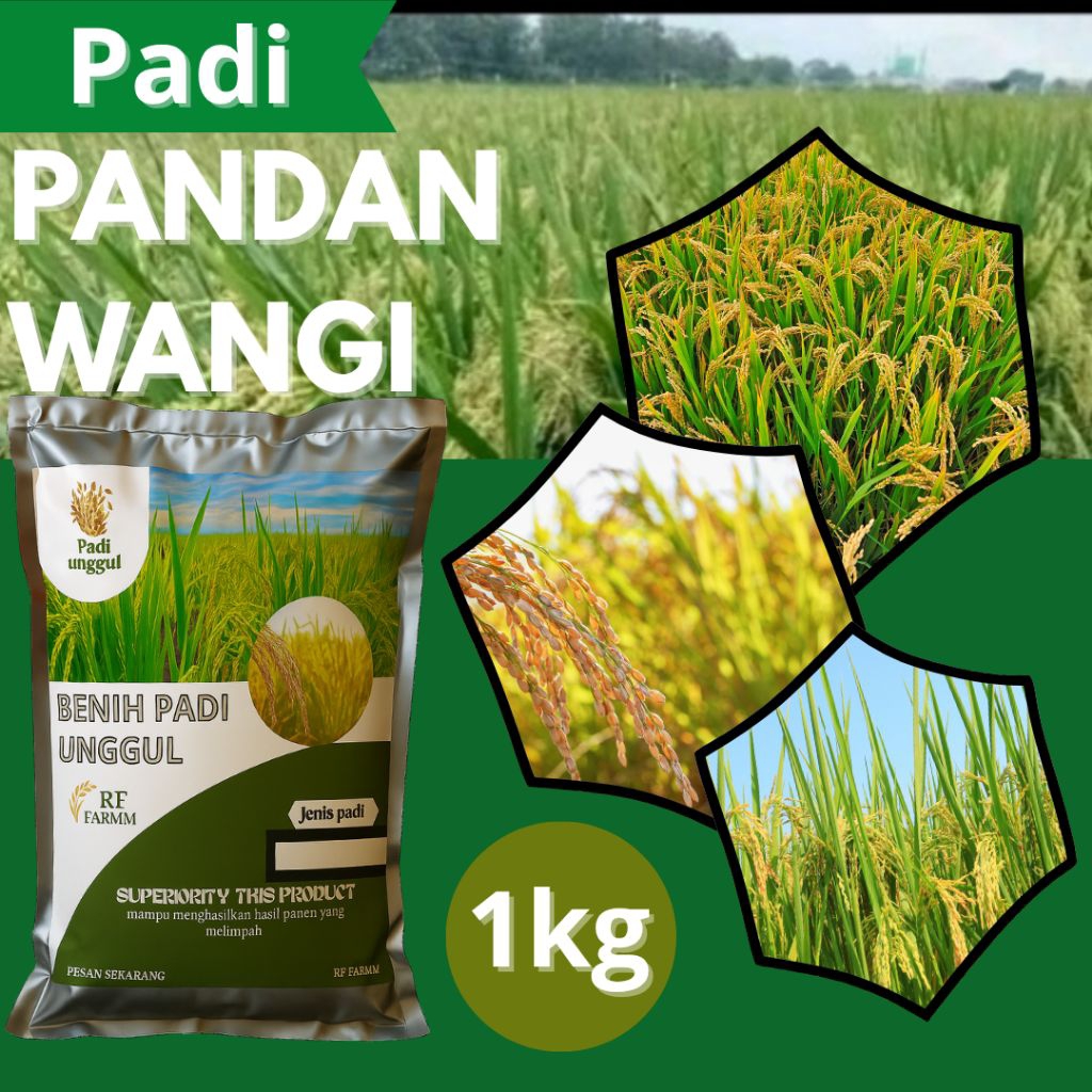 bibit padi pandan wangi kemasan 1kg berkualitas