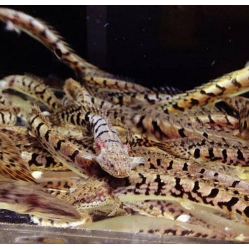 Polypterus Delhezi - Ikan Hias Naga Palmas