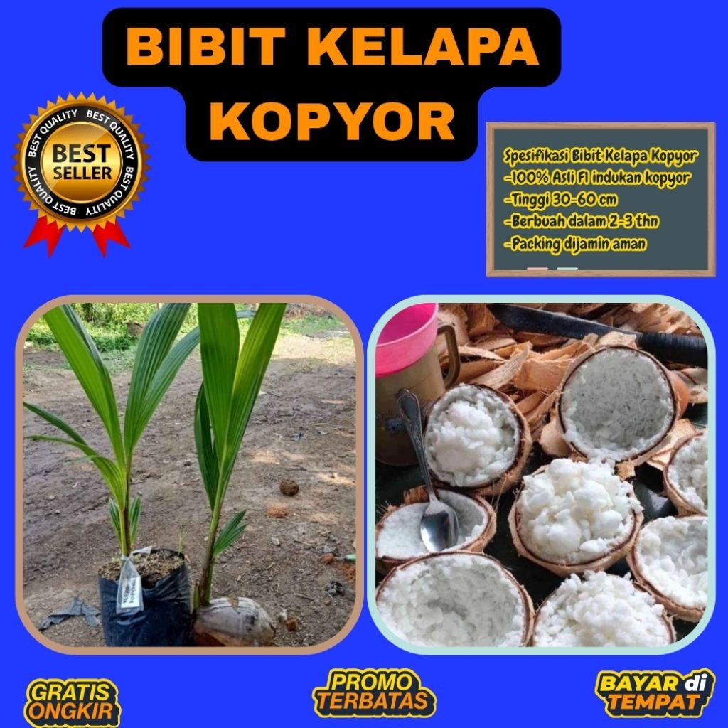 KUALITAS TERBAIK  Bibit Kelapa Kopyor Kultur Jaringan, Bibit Kelapa Kopyor Madu