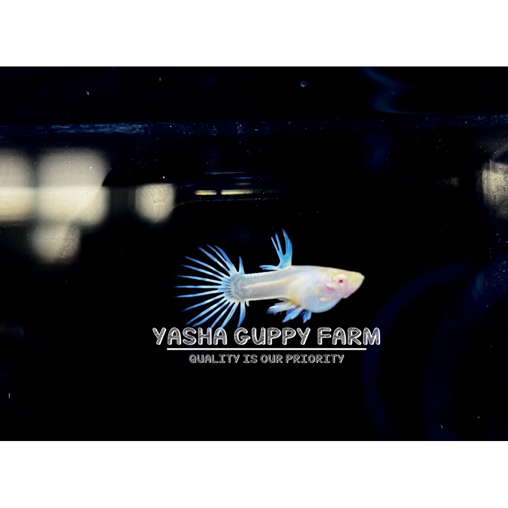 extrak ketapang 800ml untuk guppy skyblue crowntail