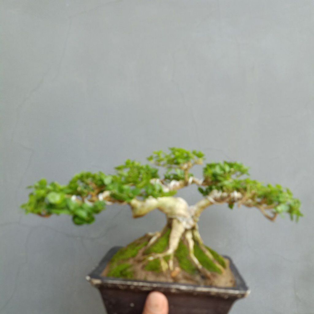 Bonsai Sancang  siap pajang Size Mame Gaya Tropis