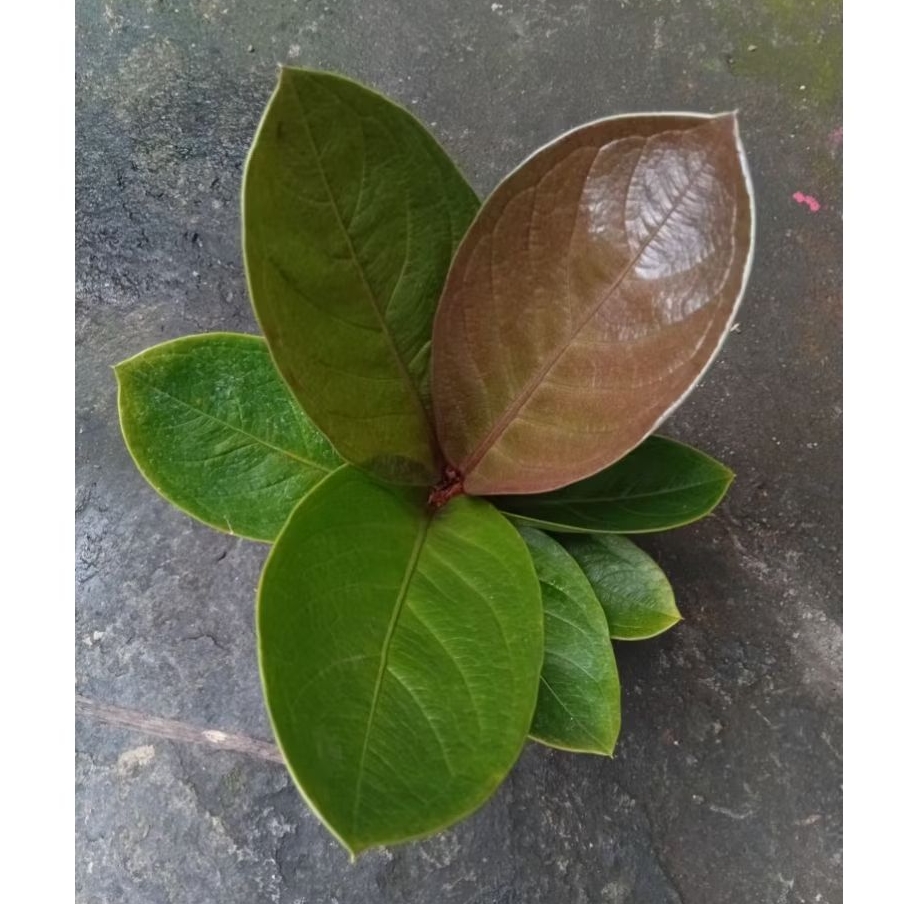Anthurium Jemani Black Mangkok Real Pict