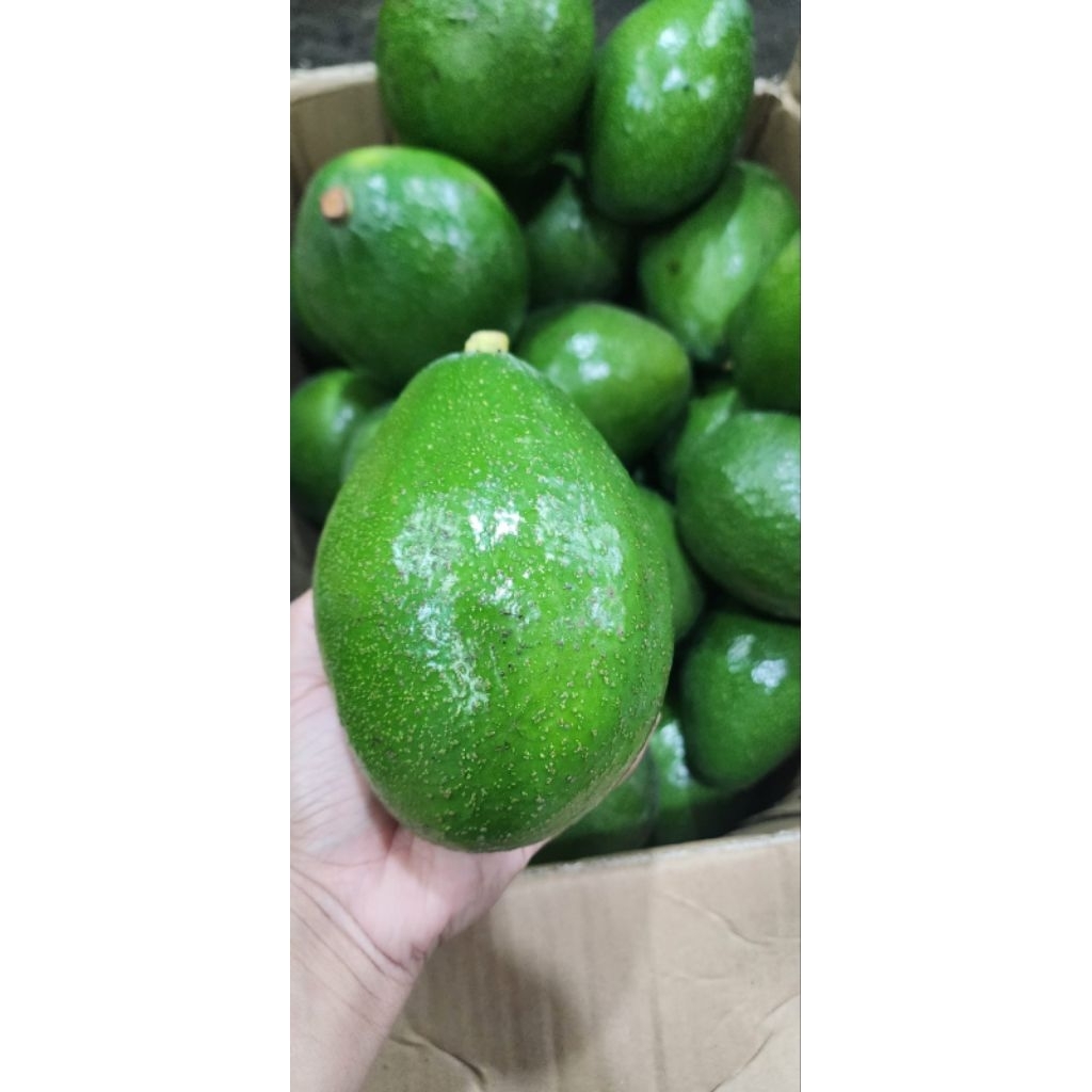 Buah Alpukat Mentega Miki Medan Jumbo Super Premium per buah