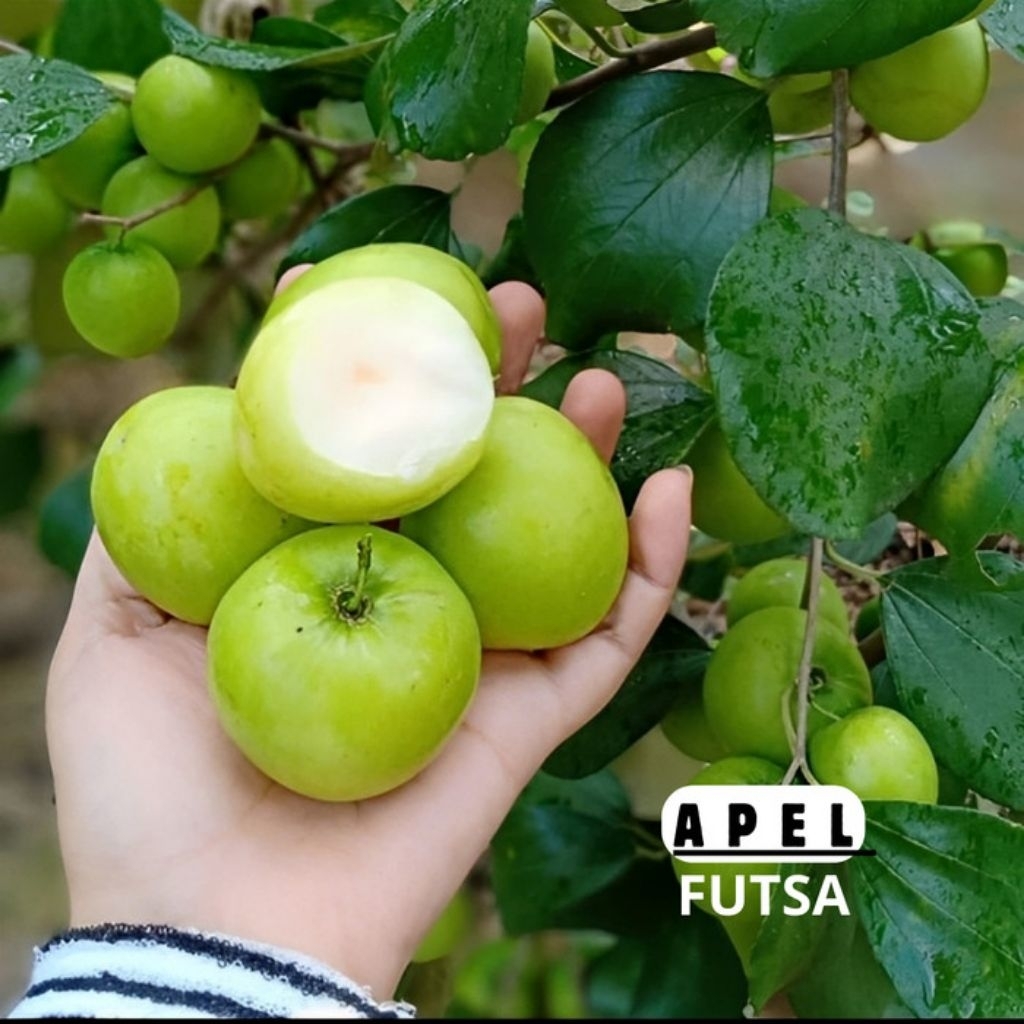 BIBIT APEL FUTSA/INDIA KONDISI BERBUAH SUPER LEBAT