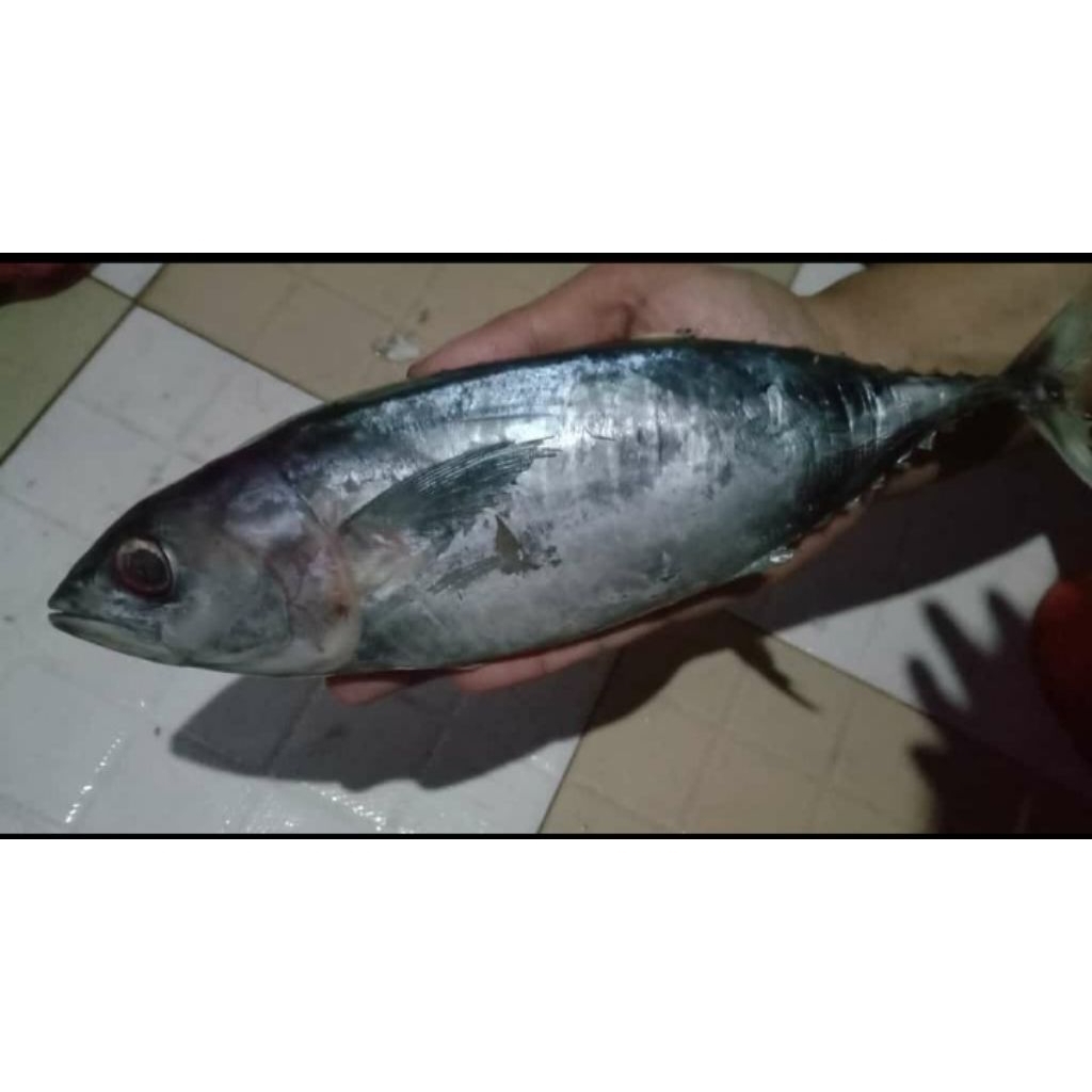 ikan tuna 1kg