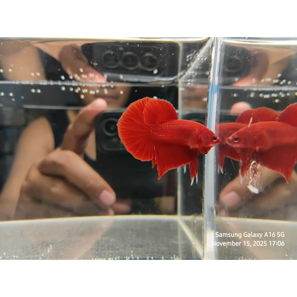 HMPK SUPER RED kode 03