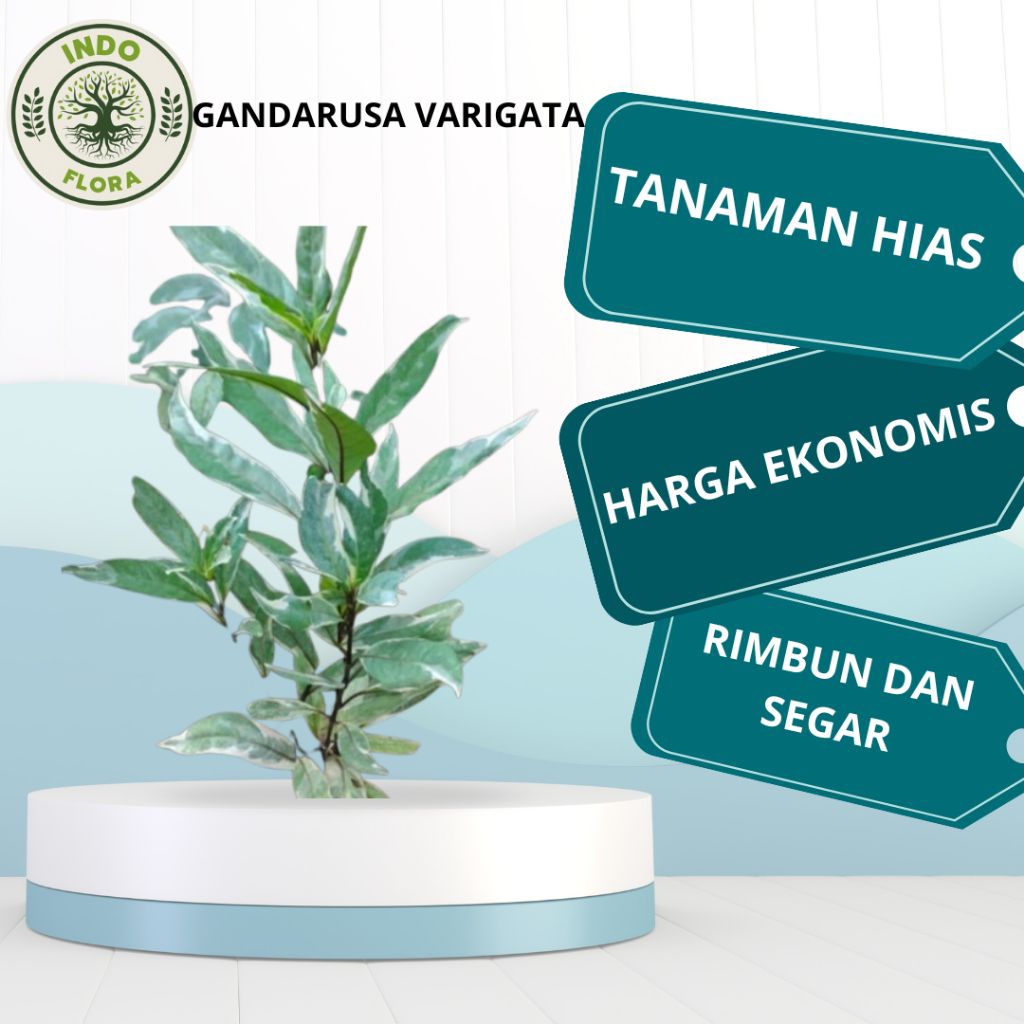 Gandarusa Rawelia Varigata Bisa Untuk Tanaman Pagar Ganndarusa Rawelia 1 Polibag