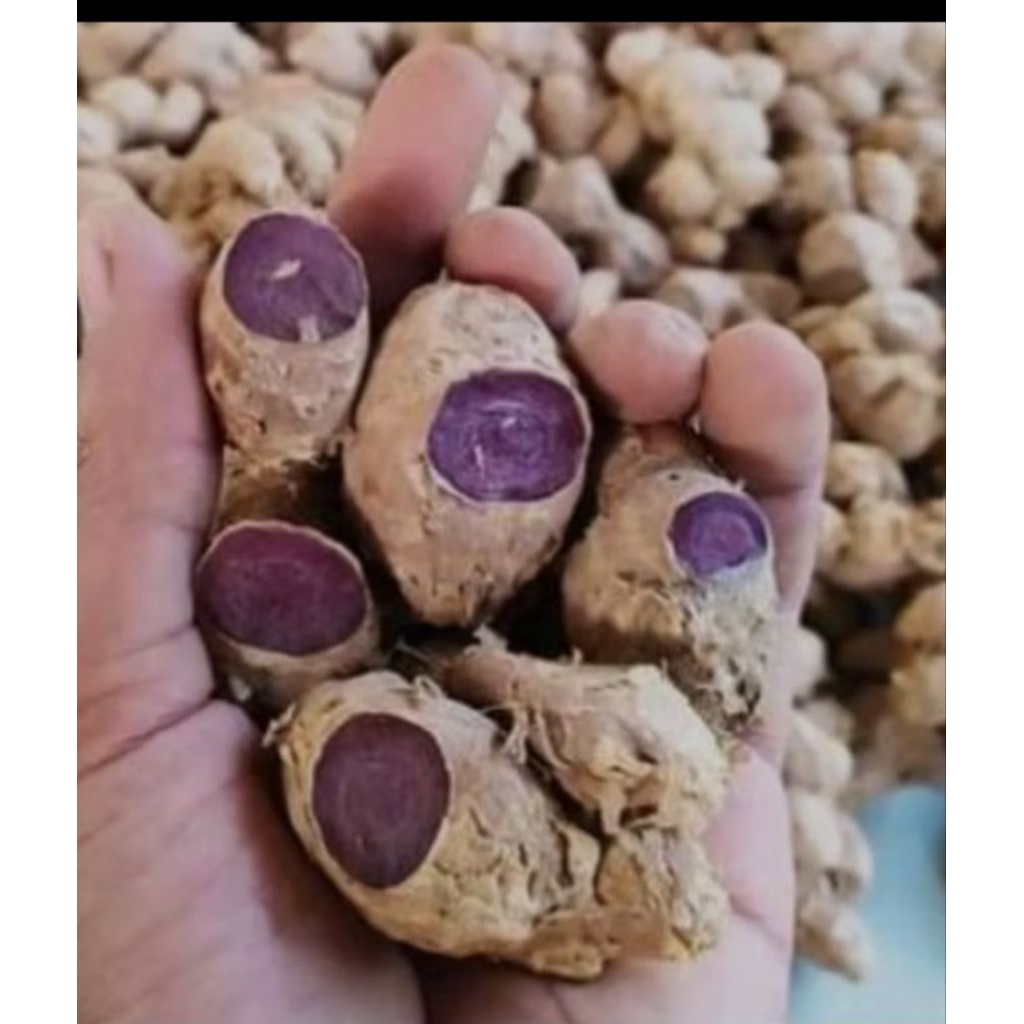 kunyit hitam 1kg fresh