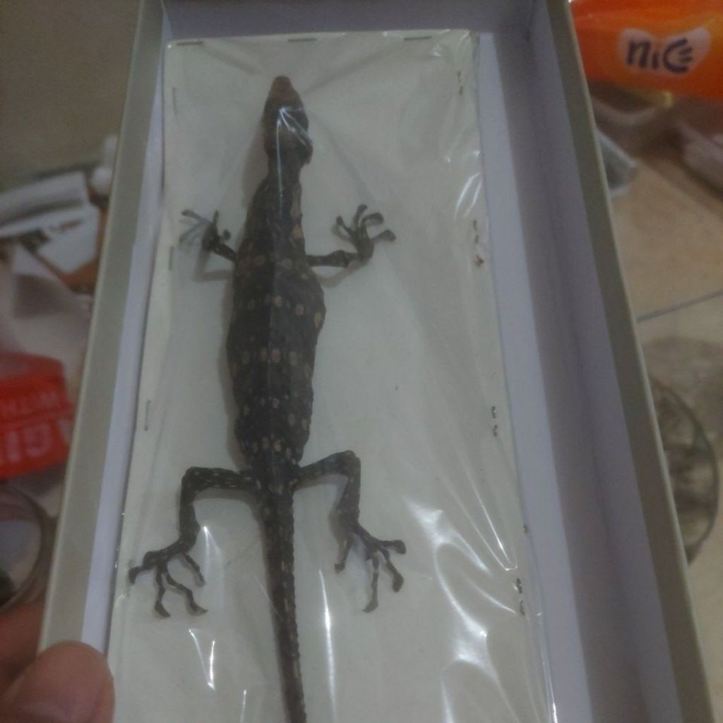 Awetan serangga kering baby biawak