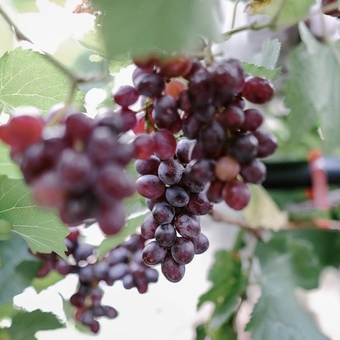 Bibit Anggur Merah Manis Segar Unggul Cepat Berbuah