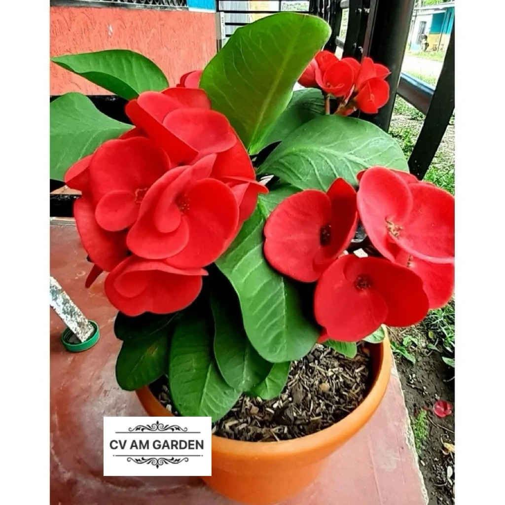 tanaman hias euforbia - bunga euforbia merah - eforbia