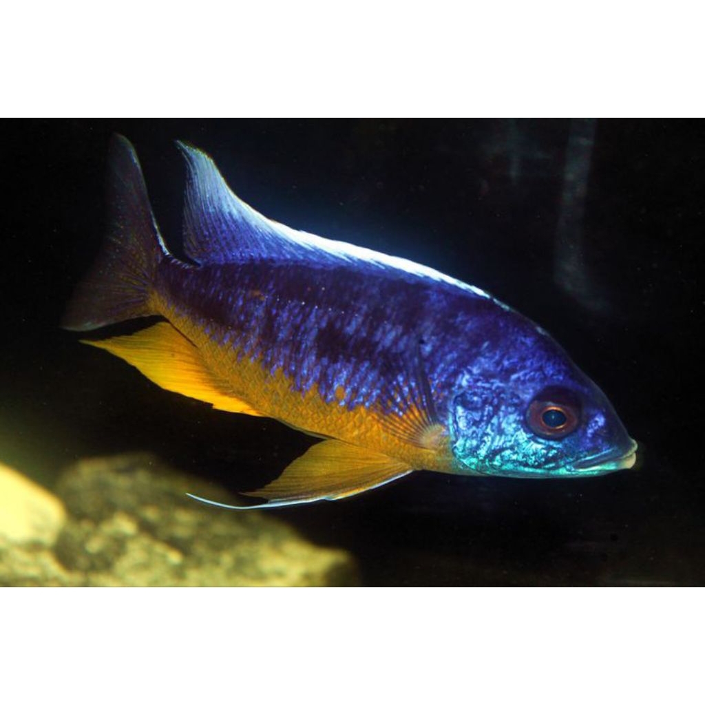 TANZANIA CICHLID PURE | CICHLID AFRIKA